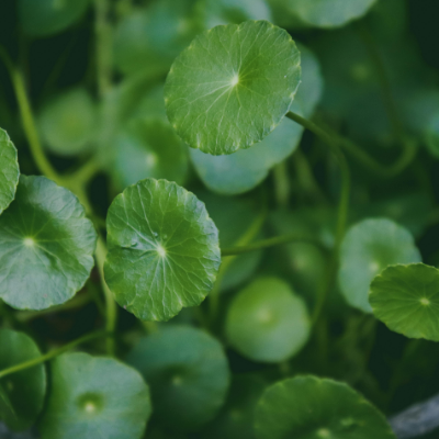 CENTELLA ASIATICA