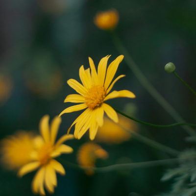ARNICA