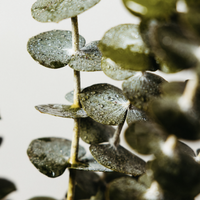 EUCALYPTUS OIL