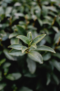 GREEN TEA EXTRACT
